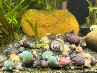 Snails fish - Advert 34