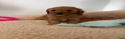 Cavapoo dogs for sale: 💕BEAUTIFUL CAVAPOO FEMALES AVAILABLE 💕 - Advert 10