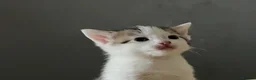 Mixed Breed cats for sale: Cute Bengal Kittens  - Advert 10