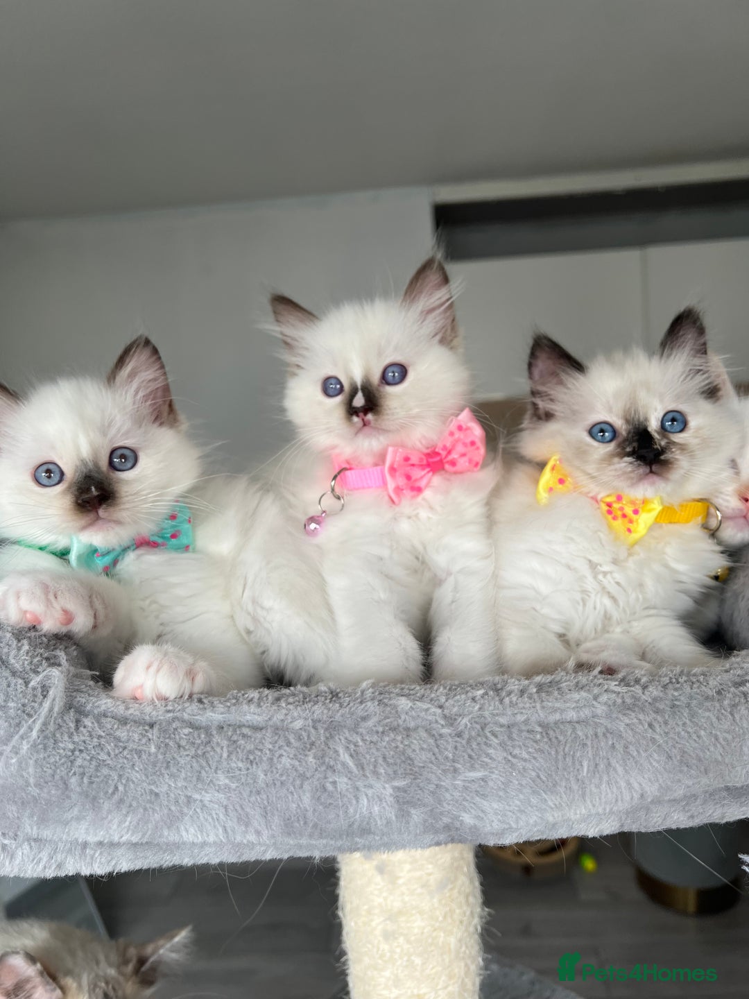 Ragdoll cats for sale: Registered Ragdoll kittens LAST GIRL HCM/PKD clear - Image 7