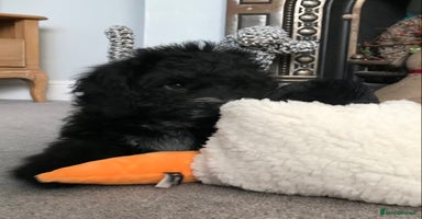 Cockapoo dogs - Advert 6