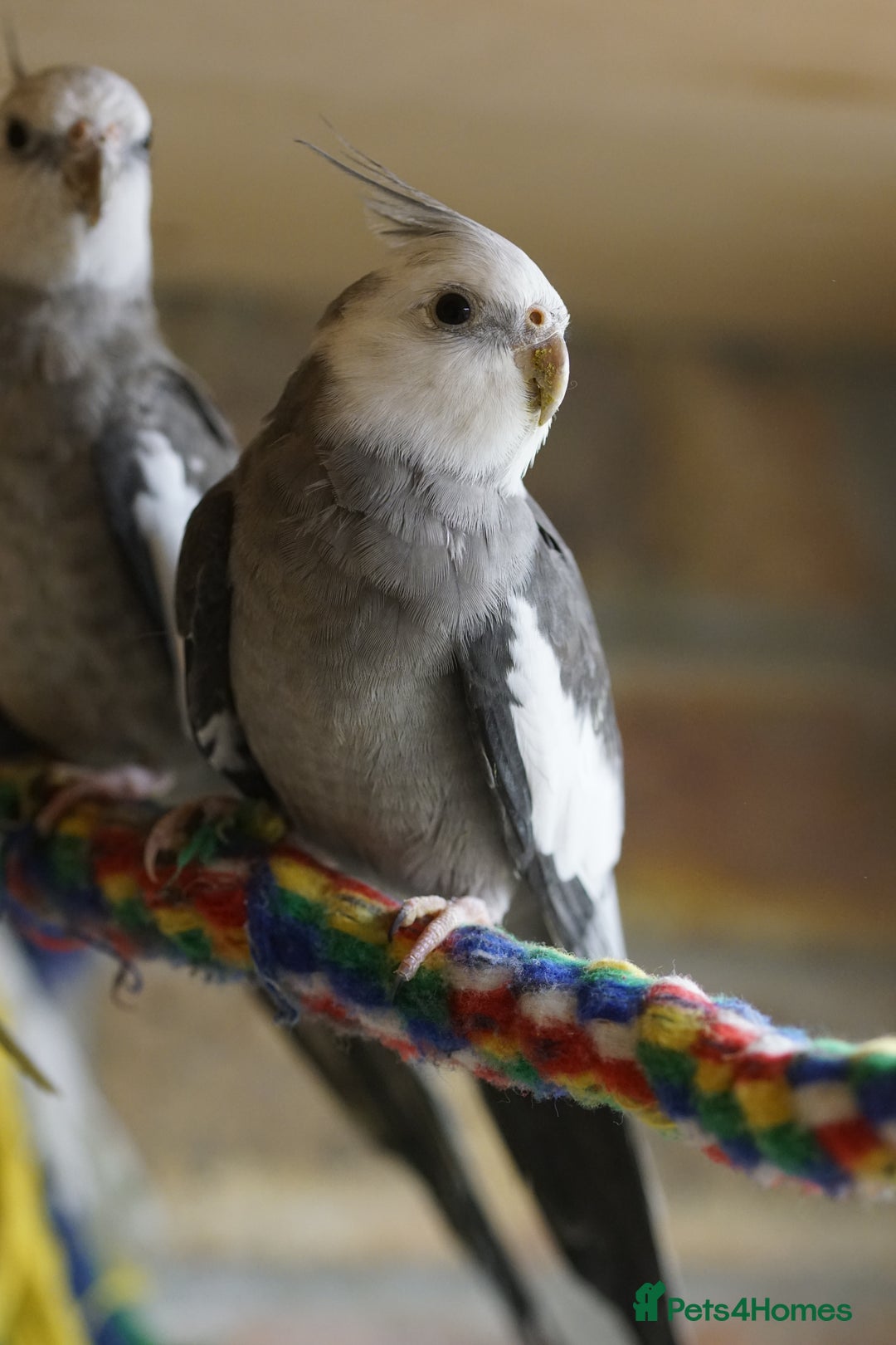 Cockatiels birds for sale: Cockatiels Mixed Genders  - Advert 28