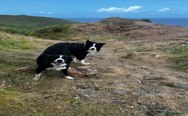 Border Collie dogs 2 Beautiful border collie pups for sale - Advert 8