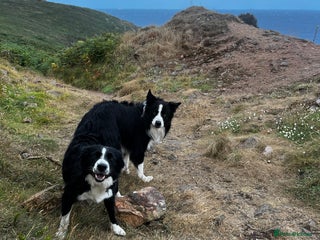 Border Collie dogs 2 Beautiful border collie pups for sale - Advert 1