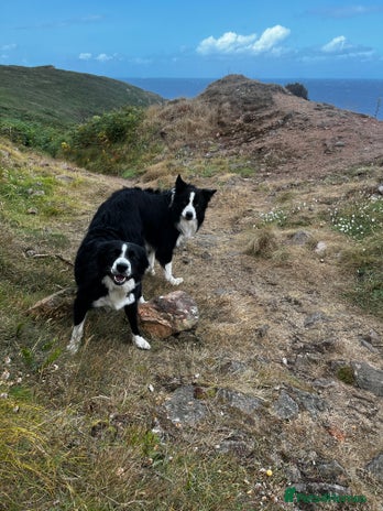 Border Collie dogs 2 Beautiful border collie pups for sale - Advert 3