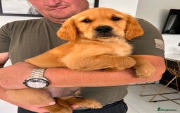 Golden Retriever dogs for sale: Golden Retriever Puppies  - Image 1