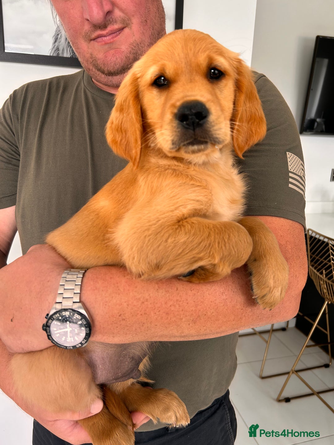 Golden Retriever dogs for sale: Golden Retriever Puppies  - Image 1