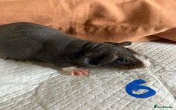Guinea Pig rodents for sale: Well handled skinny pigs.  - Image 13