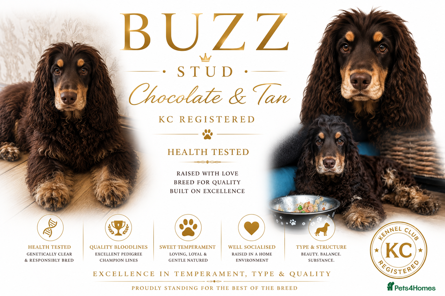 Cocker Spaniel dogs stunning chocolate and tan show cocker  stud - Advert 1