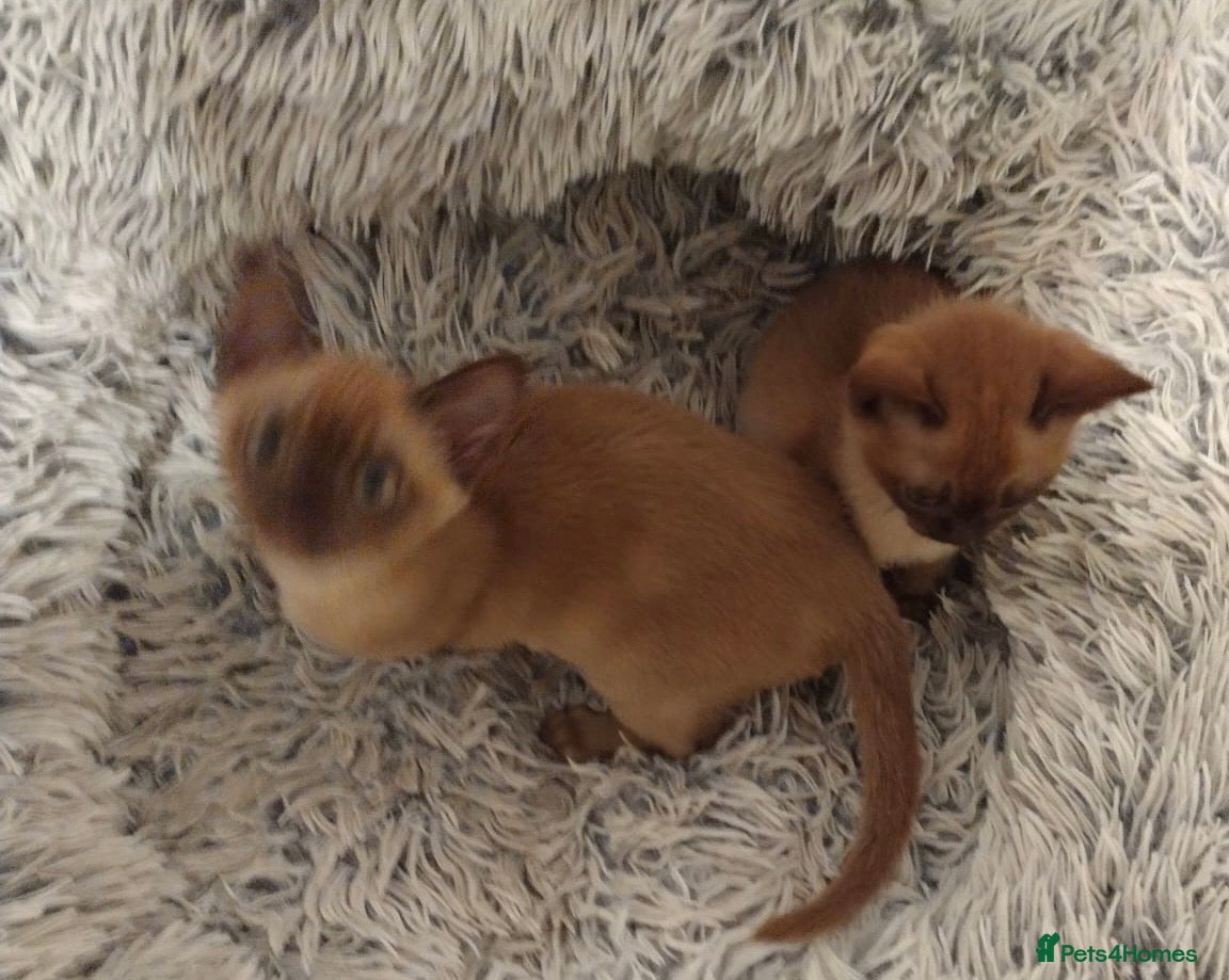 Burmese cats Chocolate Burmese Male Kittens - Advert 2