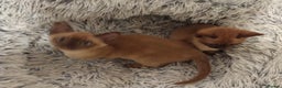 Burmese cats for sale: Chocolate Burmese Male Kittens - Advert 1