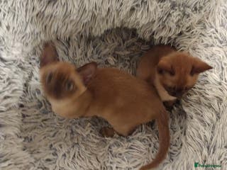 Burmese cats Chocolate Burmese Male Kittens - Advert 17