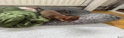 Chihuahua dogs for sale: Chihuahua  - Advert 2