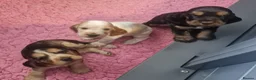 Cocker Spaniel dogs for sale: Gorgeous KC Health Tested Show Pups - Advert 8