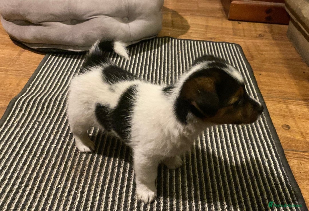 Jack Russell dogs for sale: Gorgeous Jack Russell Puppies  - Advert 5