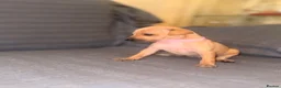 Italian Greyhound dogs for sale: Kc Italian greyhound puppies  loving homes wanted  - Advert 6