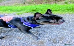 French Bulldog dogs for sale: Male Frenchie 13 months old  - Image 2