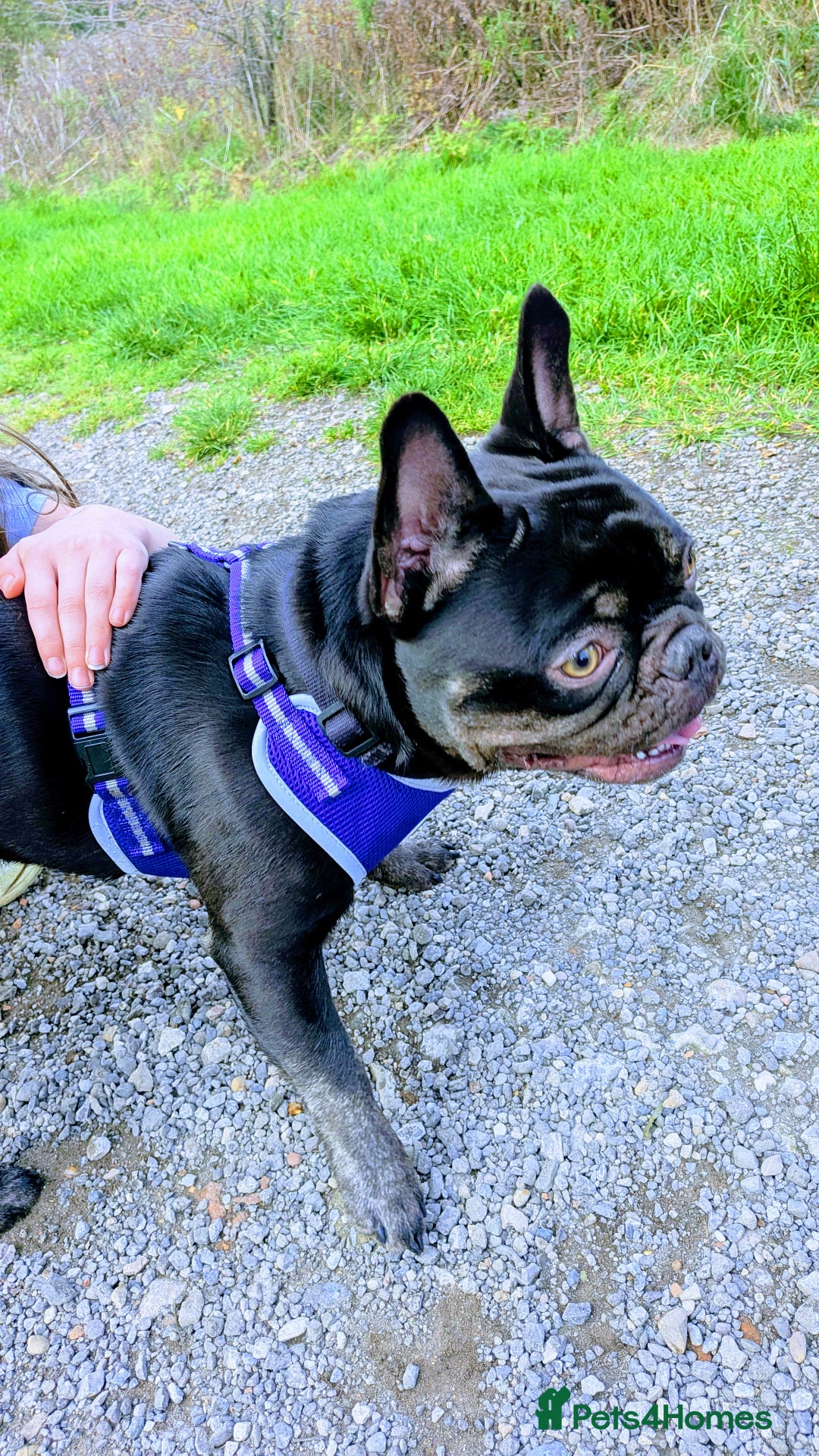 French Bulldog dogs for sale: Male Frenchie 13 months old  - Image 2