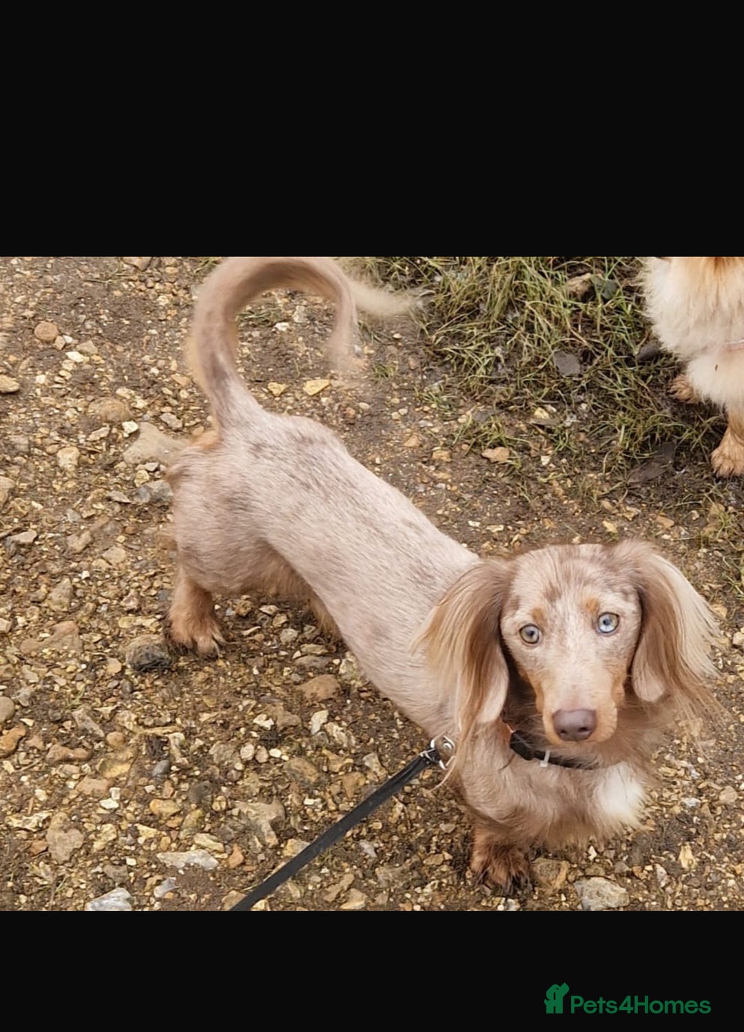 Mixed Breed dogs for sale: Xxx TINY dachshund x chihuahua puppies xxx - Advert 5