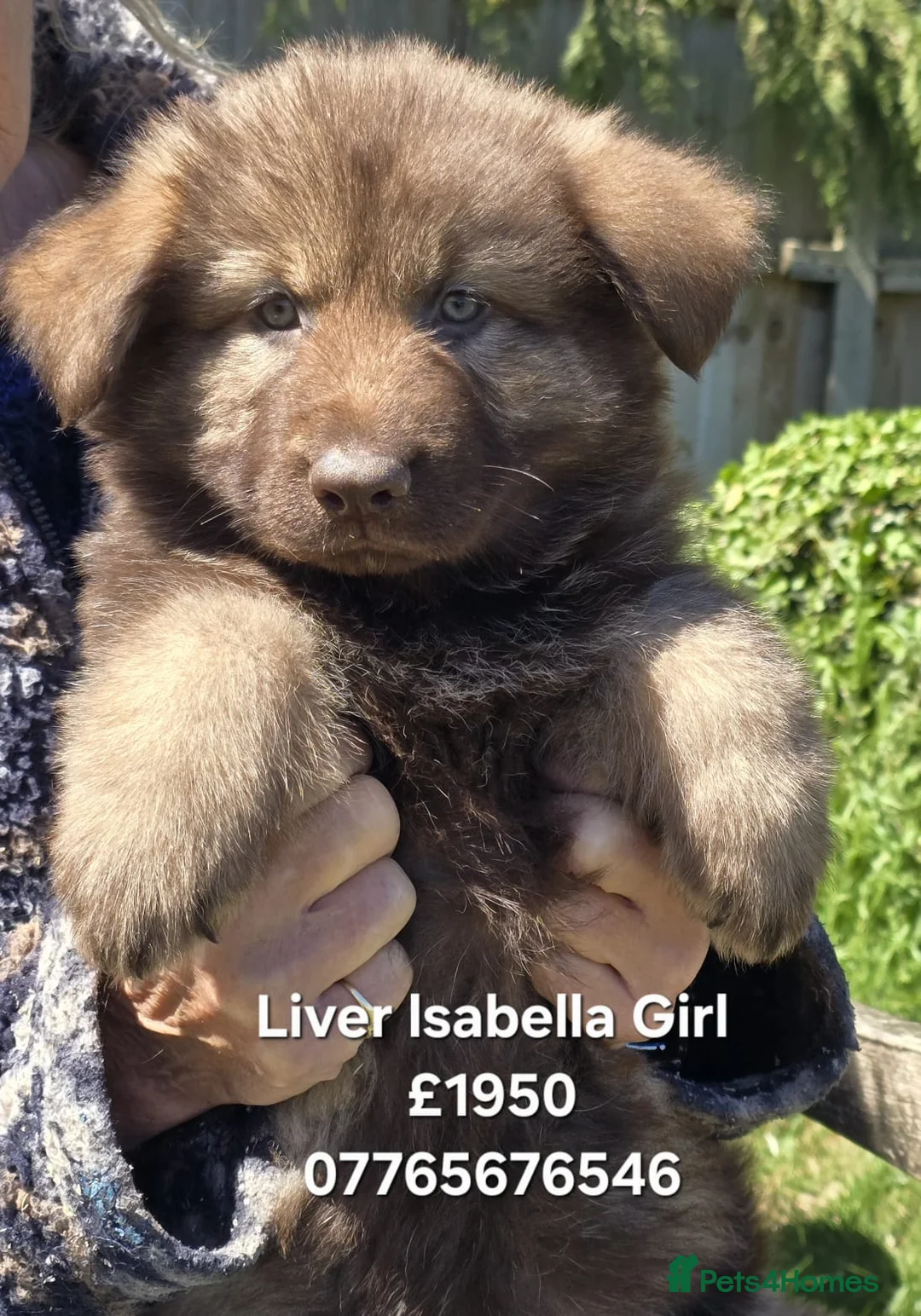 German Shepherd dogs for sale: German Shepherd Puppies Homebred Ready To View Now - Advert 1