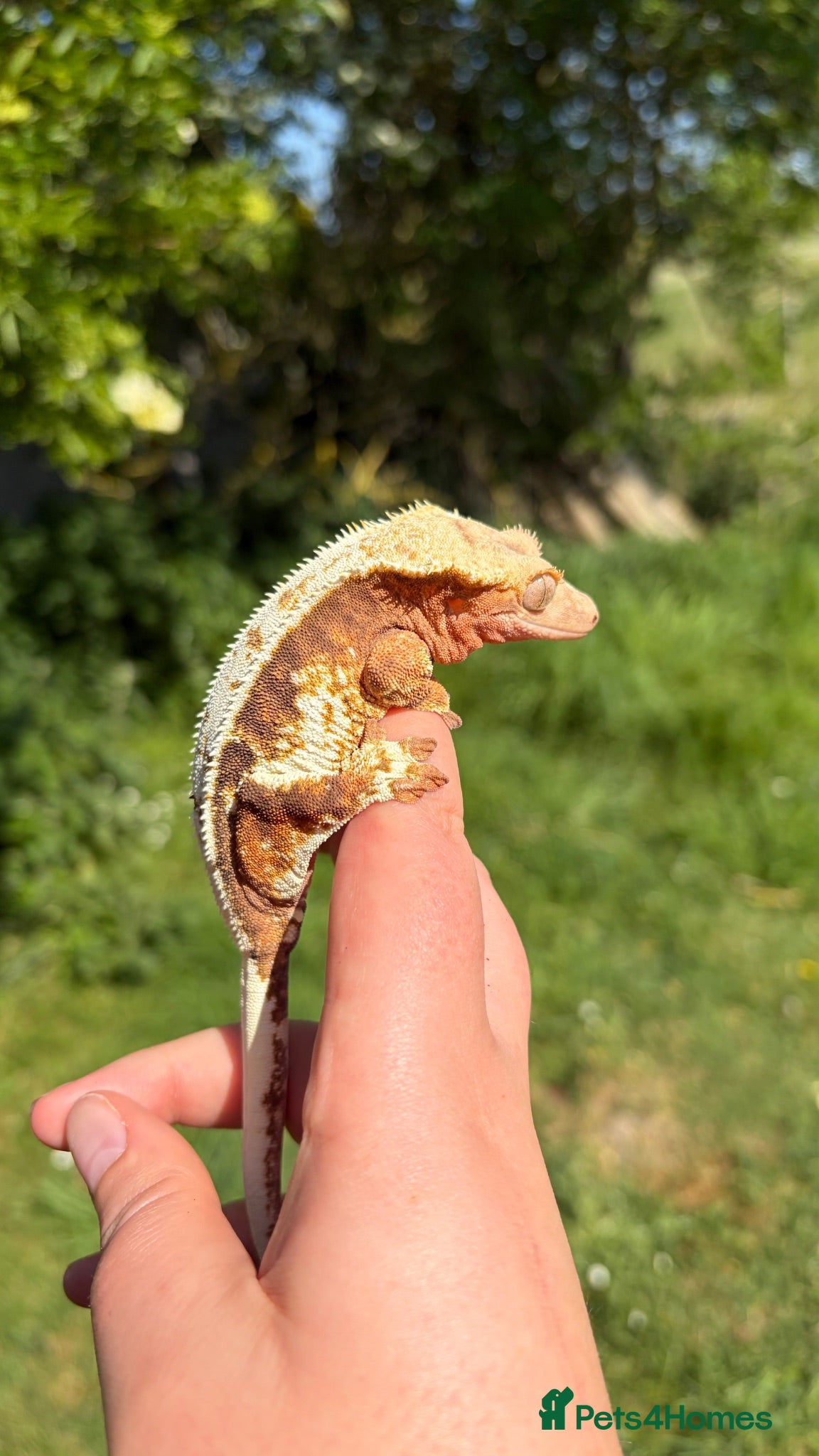 Gecko reptiles Female Lily-White - Advert 2