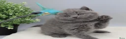 British Shorthair cats for sale: PEDIGREE REGISTERED CHUNKY BRITISH SHORTHAIRS - Advert 16