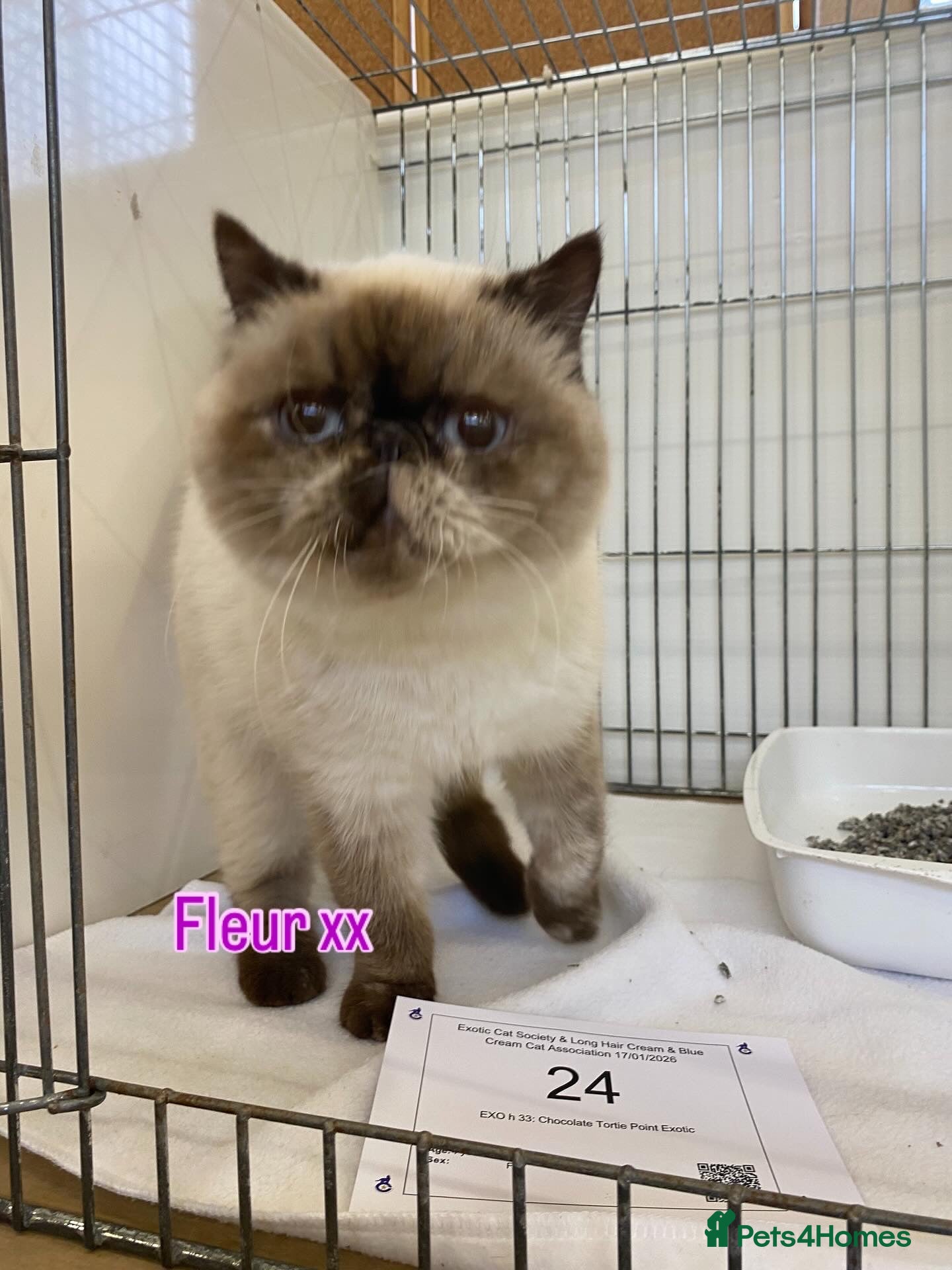 Exotic cats GCCF Registered Colour Point Kittens £950 - Advert 9