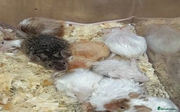 Mouse rodents for sale: Fancy mice - Image 1