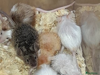 Mouse rodents Fancy mice - Advert 5