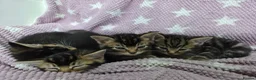 Mixed Breed cats for sale: Beautiful kittens looking for their forever homes  - Advert 17