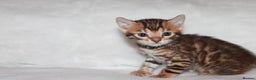 Bengal cats for sale: Gorgeous TICA Bengal Kittens - Ready 15/01/2026 - Advert 18
