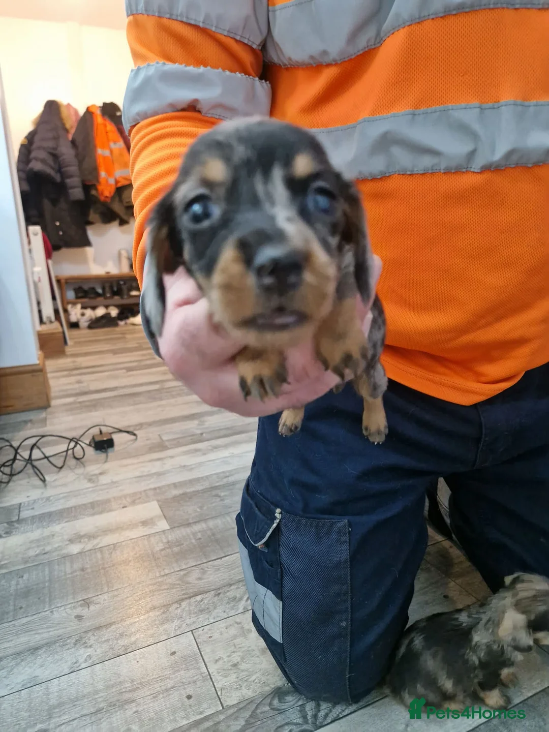 Dachshund dogs for sale: SOLD!Wirehaired daschund chocolate dappled  - Advert 21