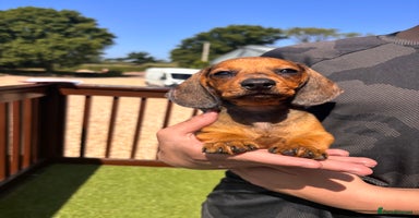 Dachshund dogs in Cullompton - Advert 3