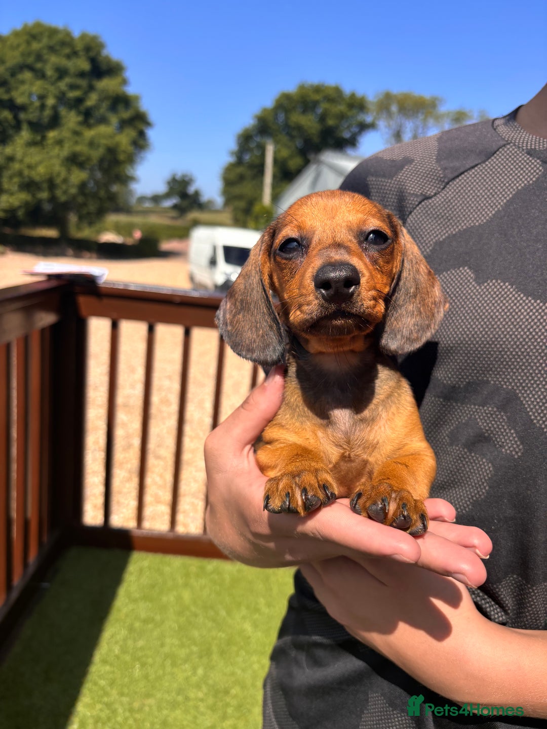 Dachshund dogs for sale: 1 gorgeous boy Available Ready to leave 🐶🏡 in Cullompton - Image 2