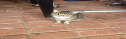 European cats for sale: Kittens  - Advert 3