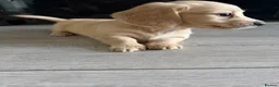 Miniature Dachshund dogs for sale: Cream long haired mini dachshund puppies - Advert 18