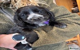 Cocker Spaniel dogs for sale: Gorgeous KC Cockers with blue roan features - Image 14