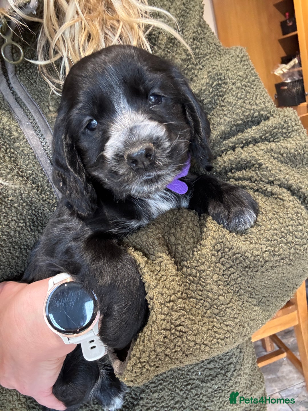 Cocker Spaniel dogs for sale: Gorgeous KC Cockers with blue roan features - Image 14