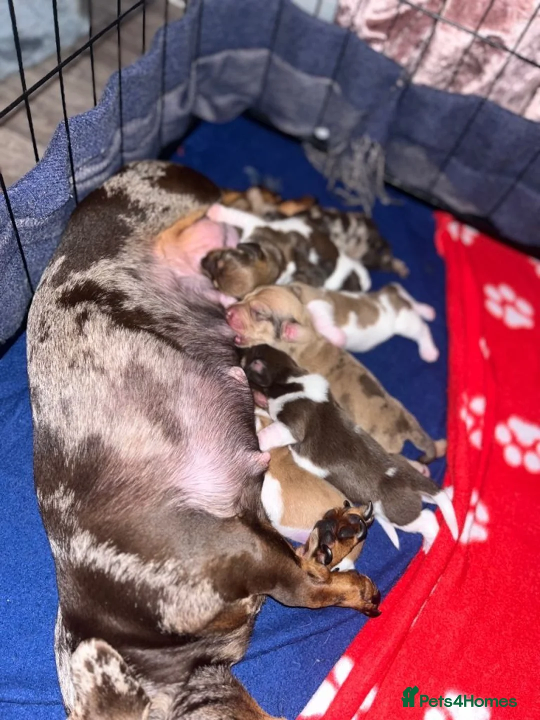Miniature Dachshund dogs for sale: Beautiful Piebald Miniature Dachshund Puppies in Morpeth - Advert 2
