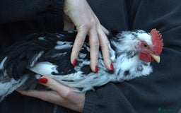 Chickens poultry for sale: Exchequer Leghorn Cockerels x2 - Image 2