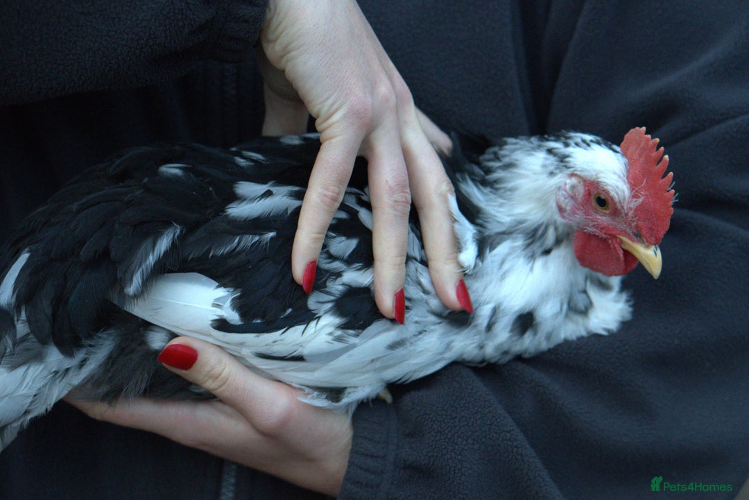 Chickens poultry for sale: Exchequer Leghorn Cockerels x2 - Image 2