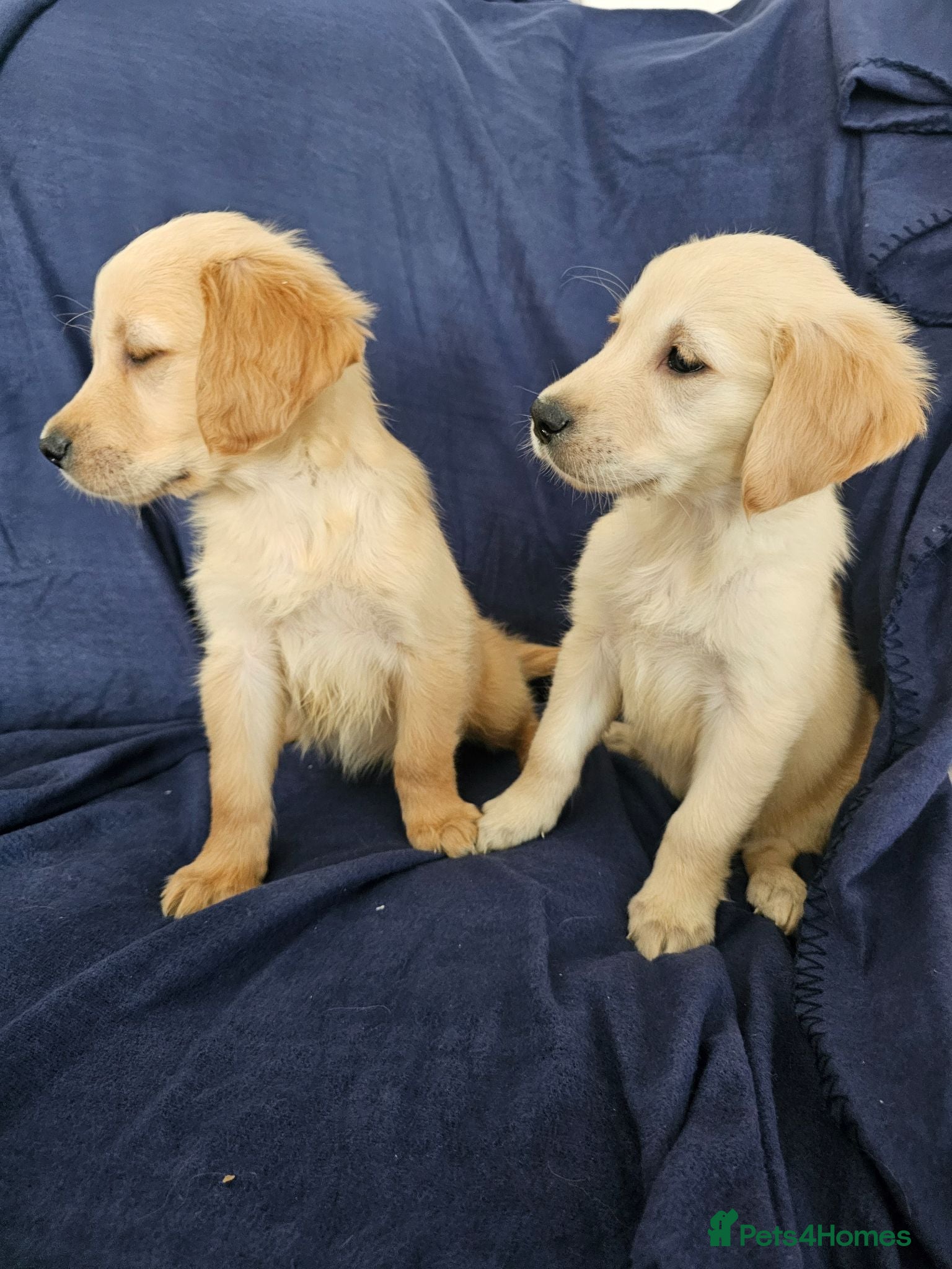 Golden Retriever dogs Golden retriever puppies - Advert 4
