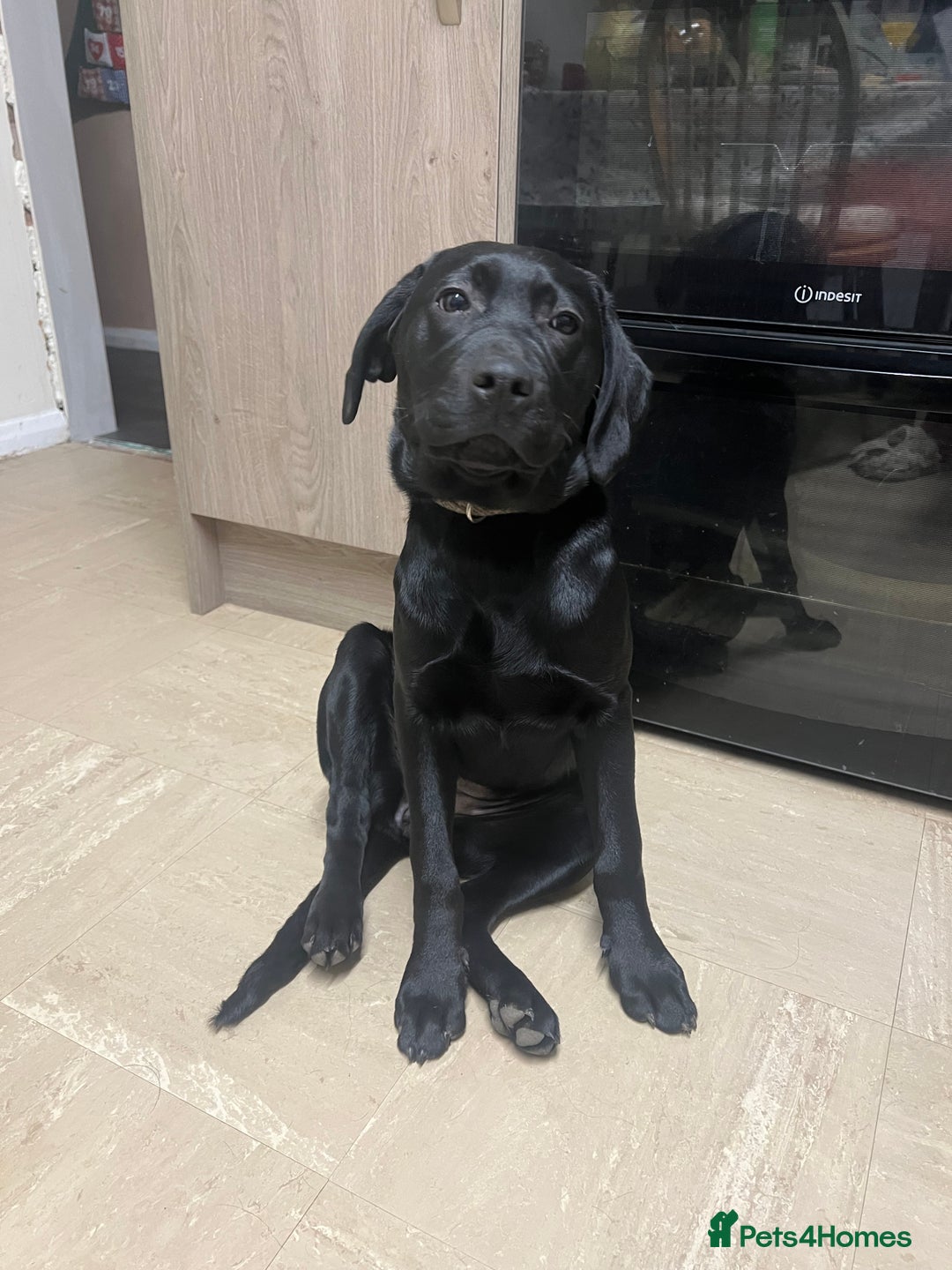 Labrador Retriever dogs for sale: Amy - stunning puppy  - Advert 3