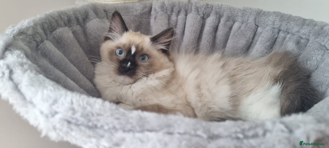 Ragdoll cats for sale: 💞BEAUTIFUL FULL PEDIGREE TICA RAGDOLL KITTENS 💞 - Image 23