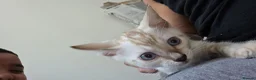 Bengal cats for sale: ACTIVE SNOW BENGAL KITTEN BLUE EYES TICA REGISTER - Advert 10