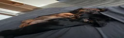 Dachshund dogs for sale: Dacshund boy puppy  - Advert 4