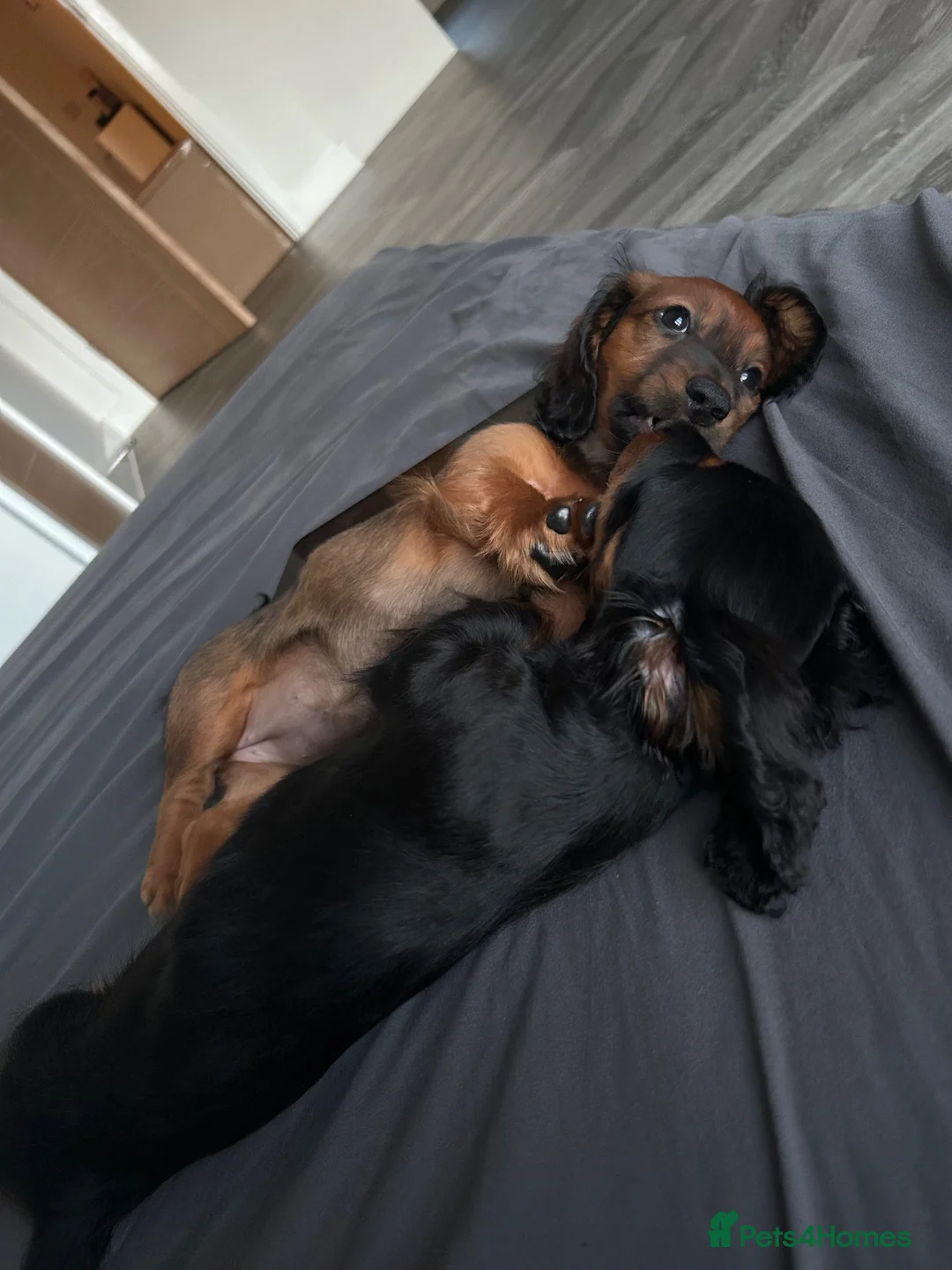 Dachshund dogs for sale: Dacshund boy puppy  - Advert 4
