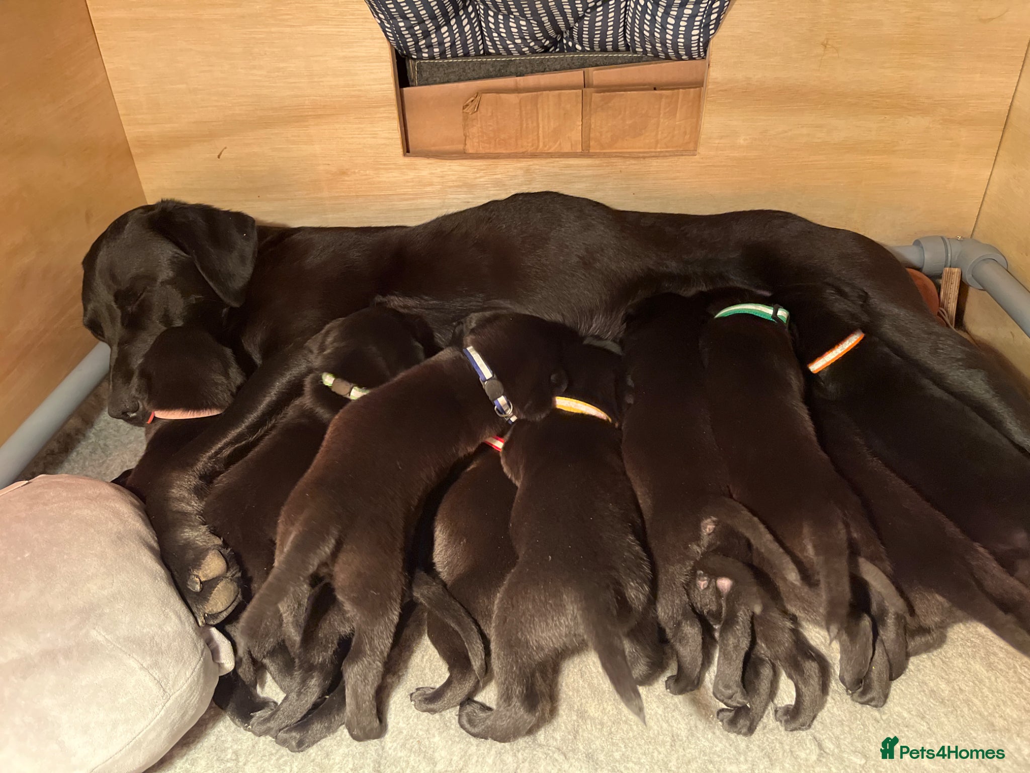 Labrador Retriever dogs Drakeshead pedigree working dogs   - Advert 15