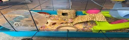 Hamster rodents for sale: Hamster and full set up  in Nottingham - Advert 4