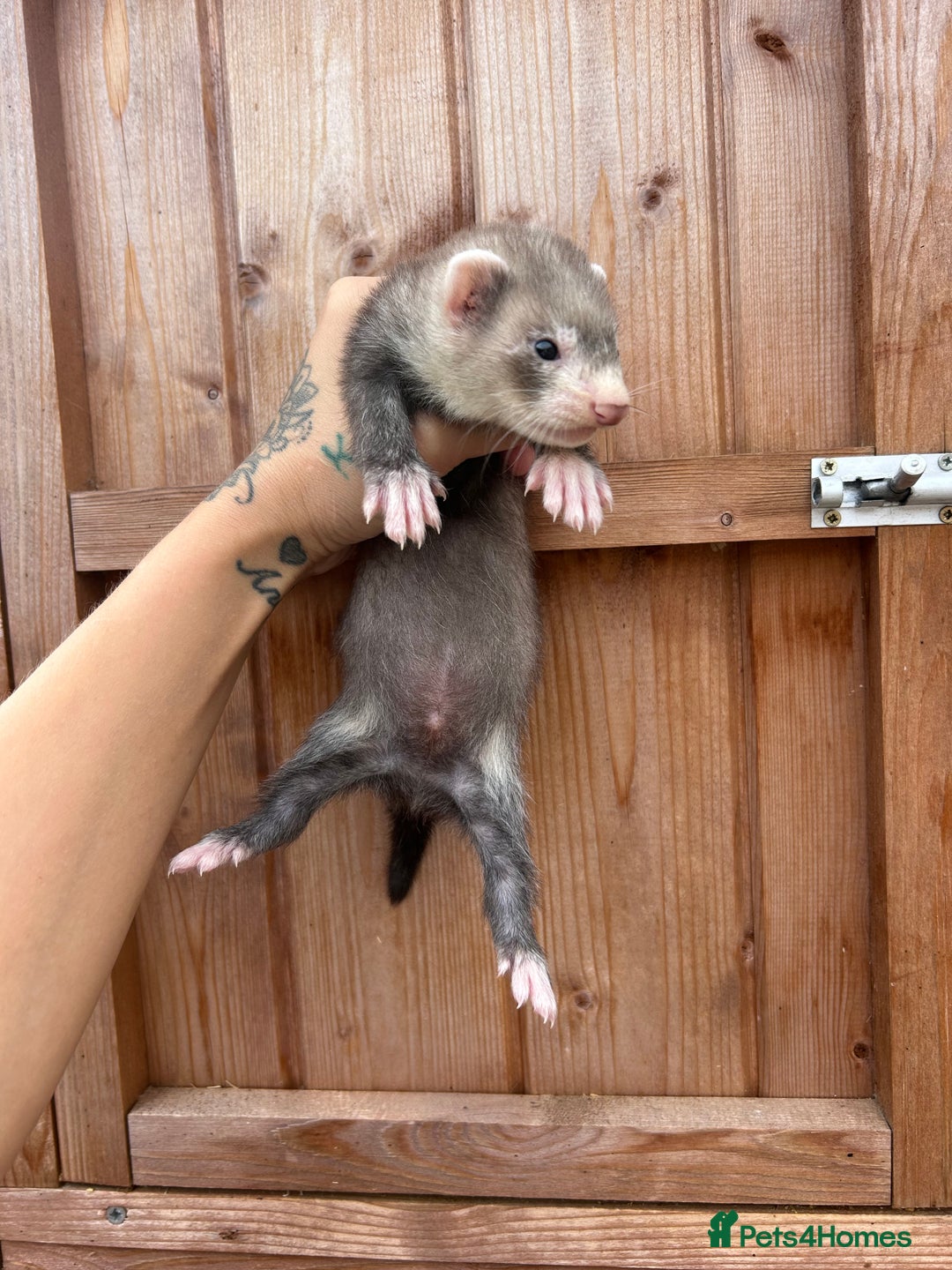 Ferret rodents for sale: 1Hob&jill semi angorasdadspedigree on feritage - Image 3